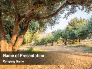 Garden olive trees  