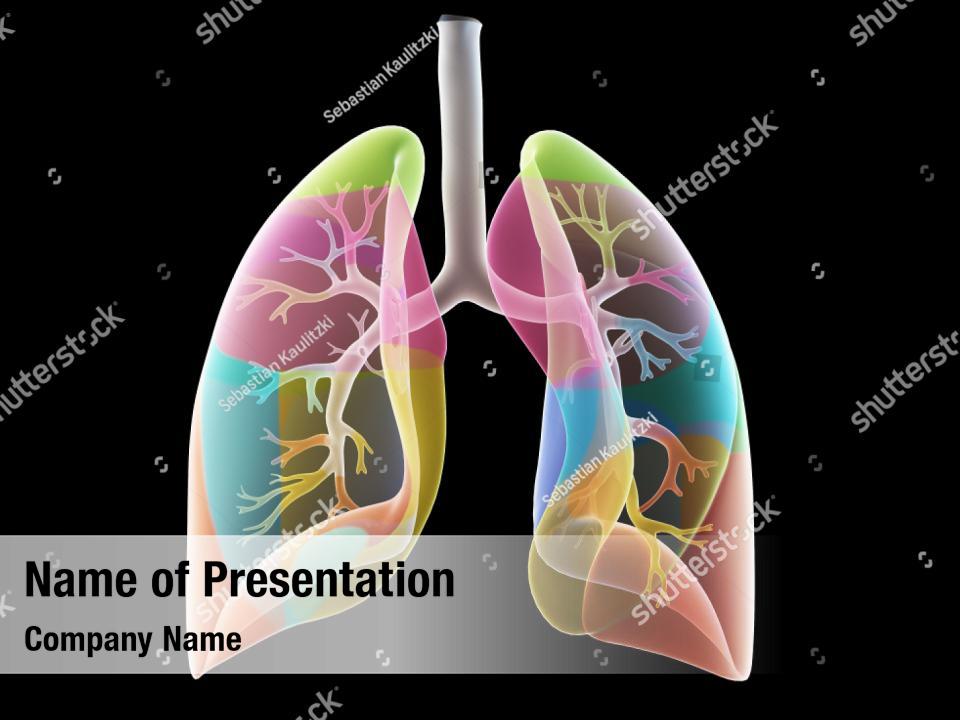 Respiration Lungs Human Body PowerPoint Template - Respiration Lungs ...