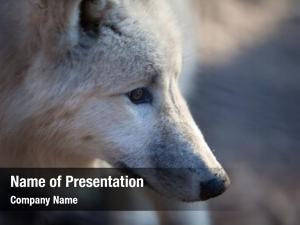 (canis arctic wolf lupus arctos)