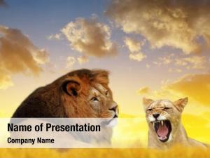 Savannah lion lioness sunset 