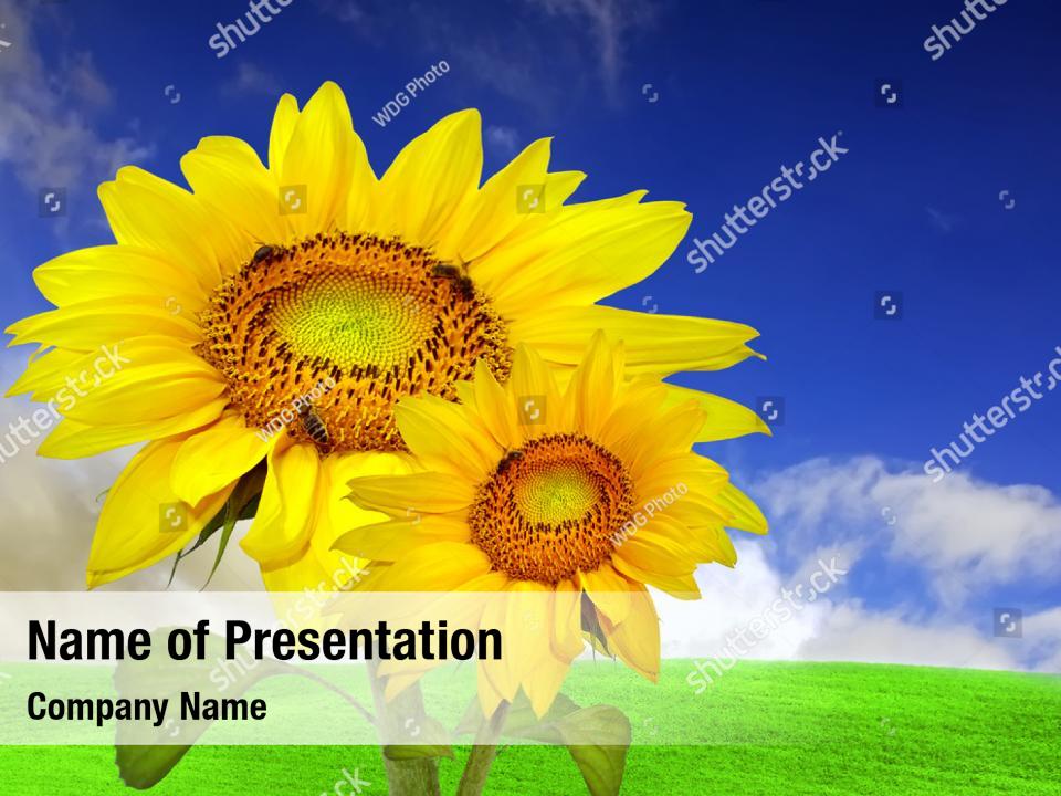 Warm sunflower bee PowerPoint Template - Warm sunflower bee PowerPoint ...