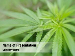 Crop medical cannabis PowerPoint Template