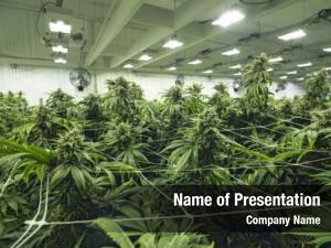 Legal cannabis growing medical PowerPoint Template