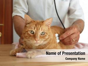 Physician cat veterinarian doctor