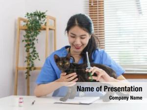 Vaccinations cat veterinarian doctor