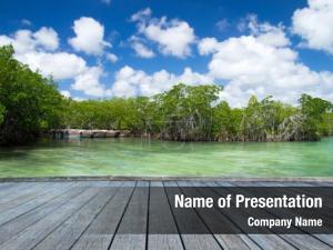 Caribbean mangrove trees sea 