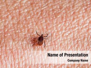 Mite PowerPoint Template