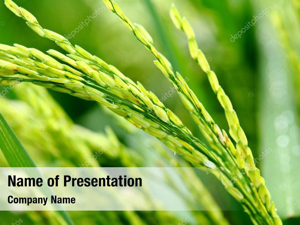 Rice grain in paddyfield PowerPoint Template Rice grain in paddyfield