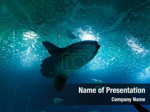 Deep Waters PowerPoint Template
