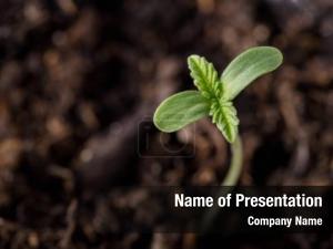 Sprouting Seed PowerPoint Template