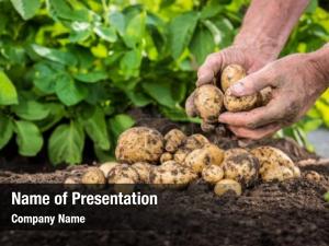 Fresh hands harvesting organic potatoes