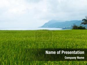 Asia rice green paddy PowerPoint Template