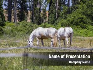 Grazing group horses green pasture,