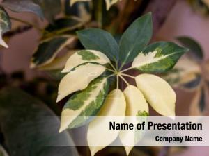 Leaf Umbrella PowerPoint Template