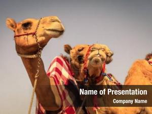 Dubai racing camels camel racing PowerPoint Template