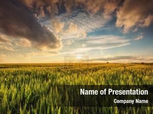Wheat Field PowerPoint Template
