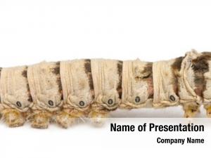 Bombyx silkworm larvae, mori, against