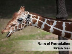 (giraffa reticulated giraffe camelopardalis reticulata),