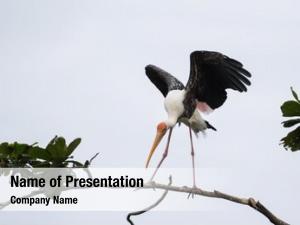 Landing painted stork tree top