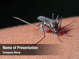 Mosquito Bites PowerPoint Template