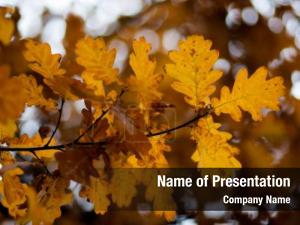 Autumn Oak Leaves PowerPoint Template