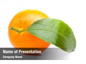 Satsuma mandarin tree mandarin tree with ripe PowerPoint Template ...