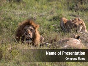 Mara lions maasai national park,