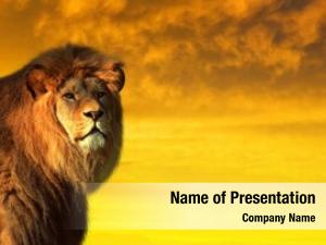 Lion big male savannah sunset