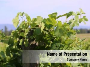 Vineyard wine grape featuring wine