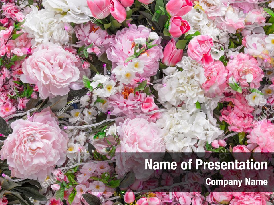 Blossoming pink flowers of asters PowerPoint Template