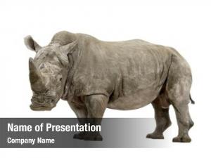 Square lipped white rhinoceros rhinoceros ceratotherium