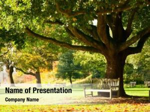 Recreational bench under the tree