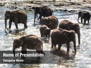 Bathing herd elephants jungle river