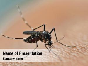 Mosquito PowerPoint Template