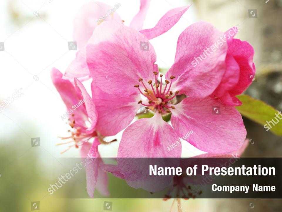 free powerpoint slide templates peach blossom