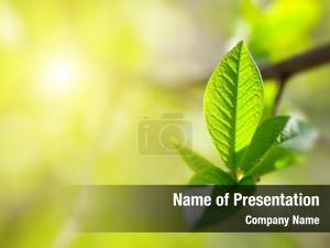  PowerPoint Template