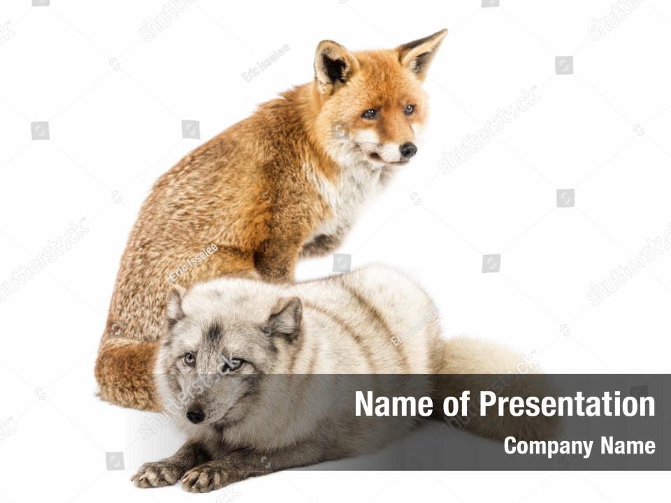 Arctic Fox Sitting Powerpoint Template Arctic Fox Sitting Powerpoint Background 5310