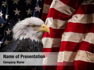 Eagle american bald symbol america