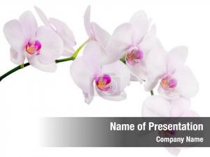 Orchid light pink flowers white PowerPoint Template