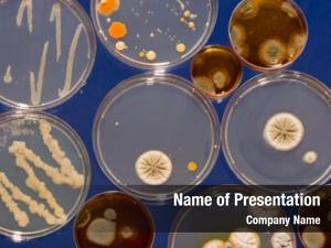 Growing petri dish cultures microorganisms,