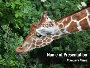 (giraffa reticulated giraffe camelopardalis reticulata),