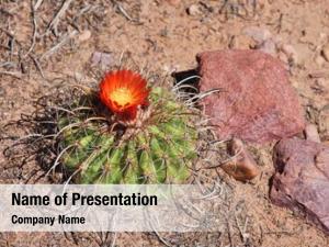 South cactus flower american desert