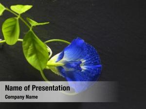 background powerpoint bunga