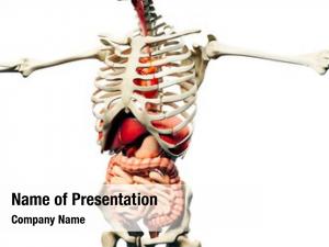 Anatomy man render, showing skeleton,