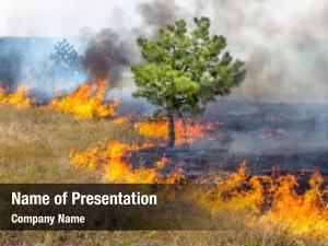 Dry forest fires wind completely