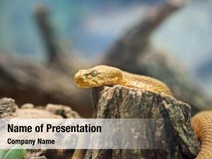 500 Snake Powerpoint Templates Powerpoint Backgrounds For Snake Presentation