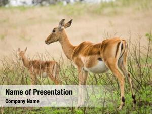 Impala antelope 