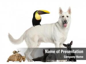 Pets Powerpoint Templates - Pets Powerpoint Backgrounds, Templates For 