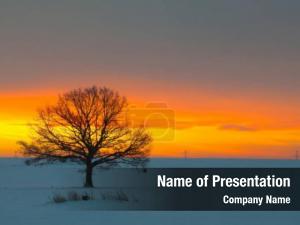 Lonely Tree At The Field In The Winter PowerPoint Template