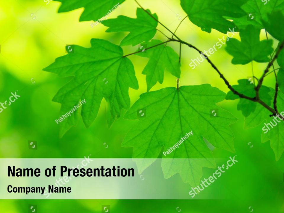 Trees Woods Green Nature PowerPoint Template - Trees Woods Green Nature ...